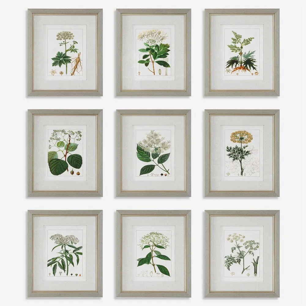 ANTIQUE BOTANICALS FRAMED PRINTS, S/9