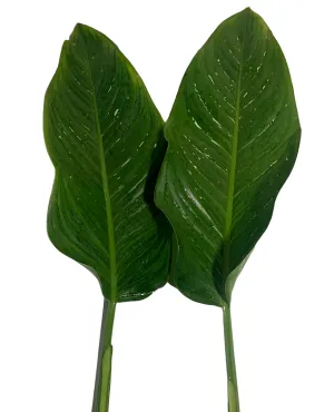 Dieffenbachia Greenery