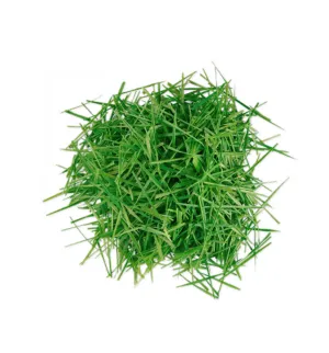 Fresh Grass Single Note Fragrance Oil