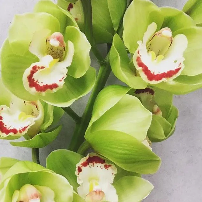 Green Standard Cymbidium Orchid Flower