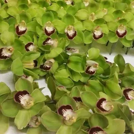 Green Standard Cymbidium Orchid Flower