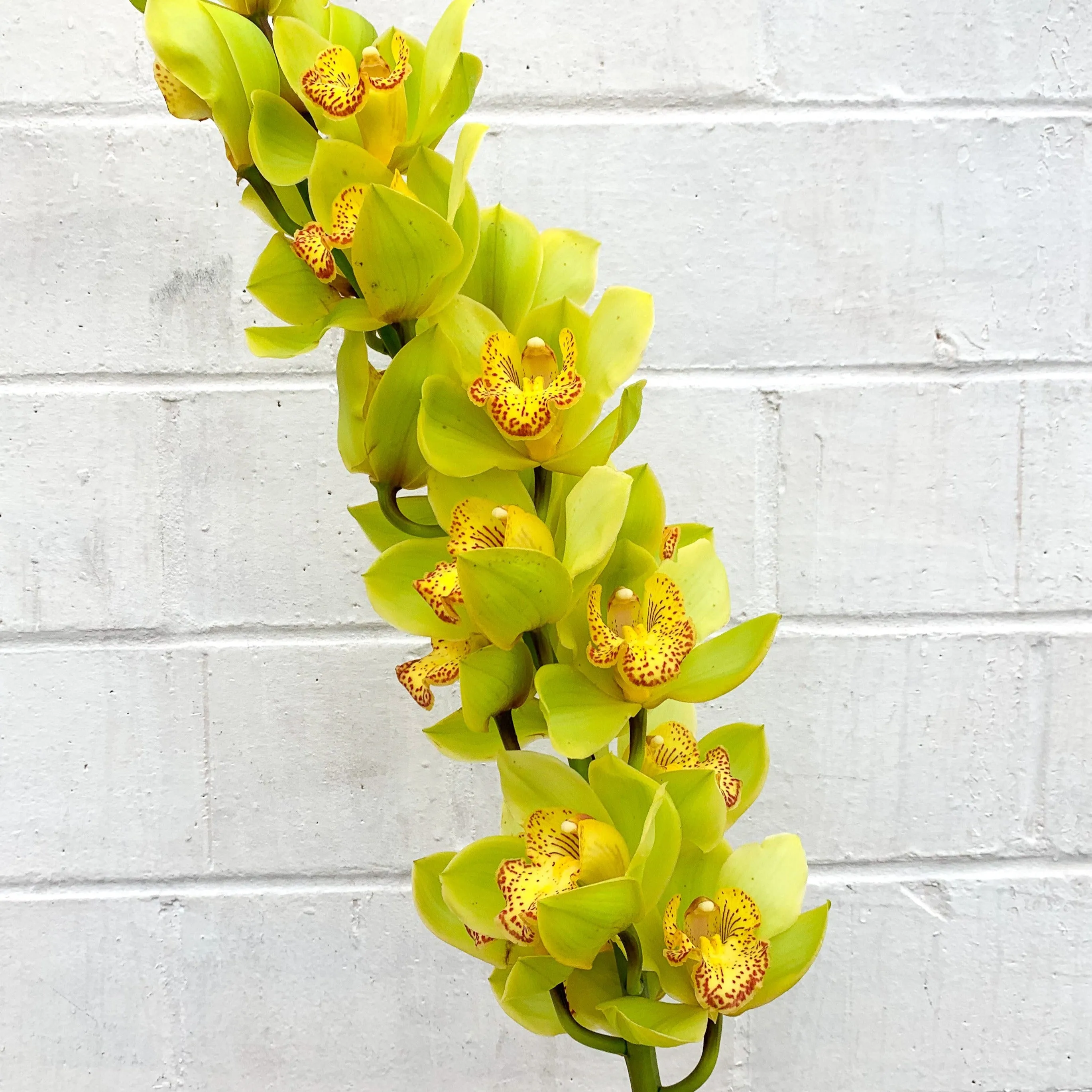 Green Standard Cymbidium Orchid Flower