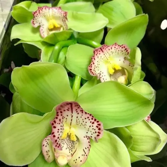 Green Standard Cymbidium Orchid Flower