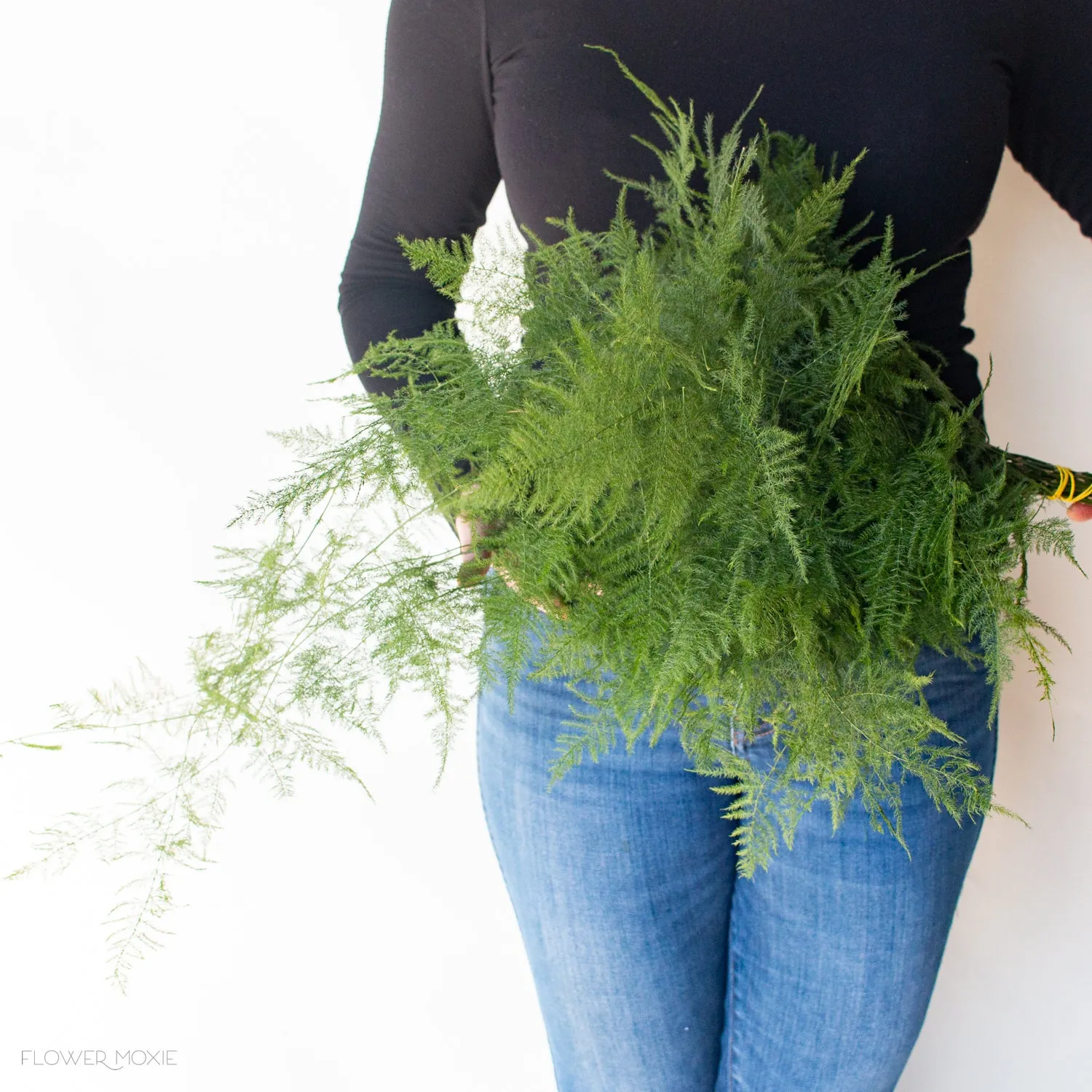 Plumosa Fern Greenery