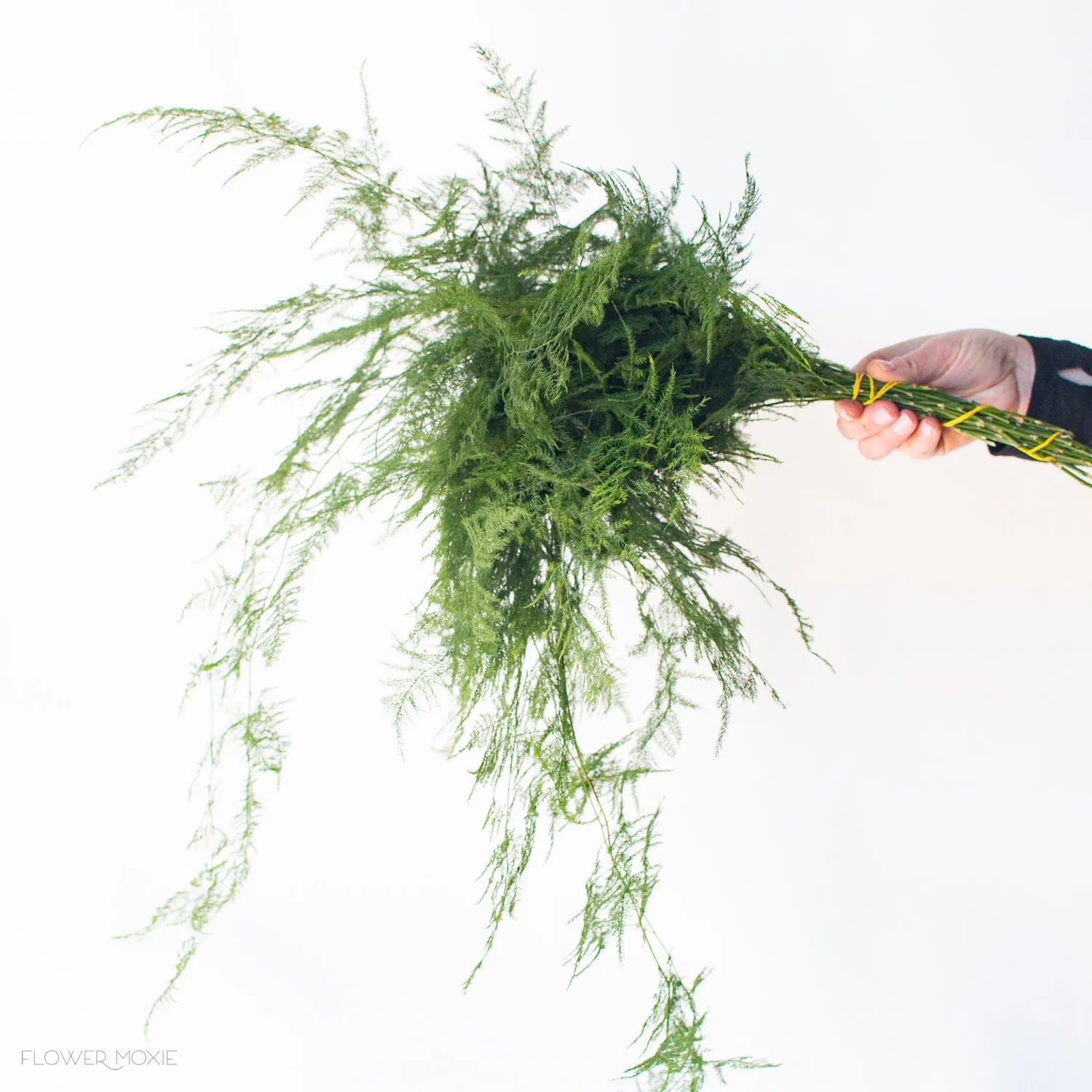 Plumosa Fern Greenery