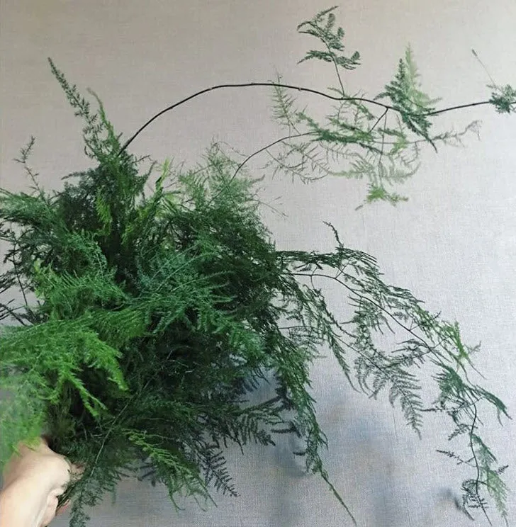 Plumosa Fern Greenery