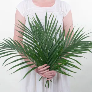 Robellini Palm Greenery