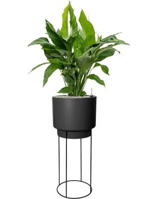 Spathiphyllum 'Sweet Lauretta' in B. For Studio Office Plant With Pot 133cm Height 28cm Dia