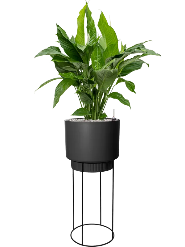 Spathiphyllum 'Sweet Lauretta' in B. For Studio Office Plant With Pot 133cm Height 28cm Dia